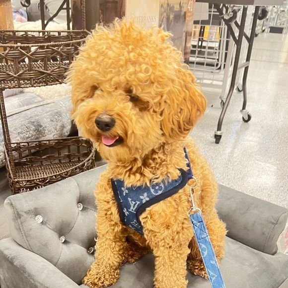 Stylish LV Doggie Harness Set - Picture 4 of 10